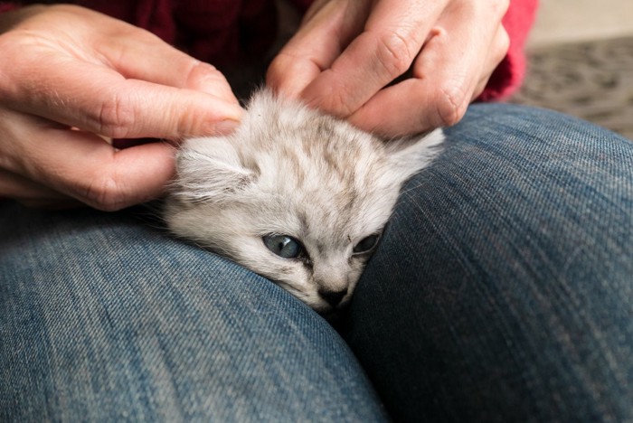 足ではさまれノミ取りをされる猫