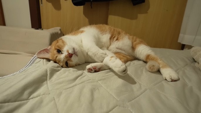 横になる猫