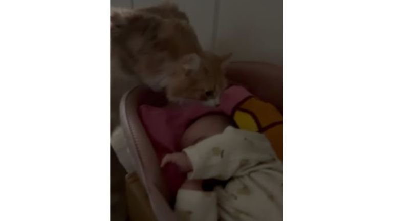 猫と赤ちゃん