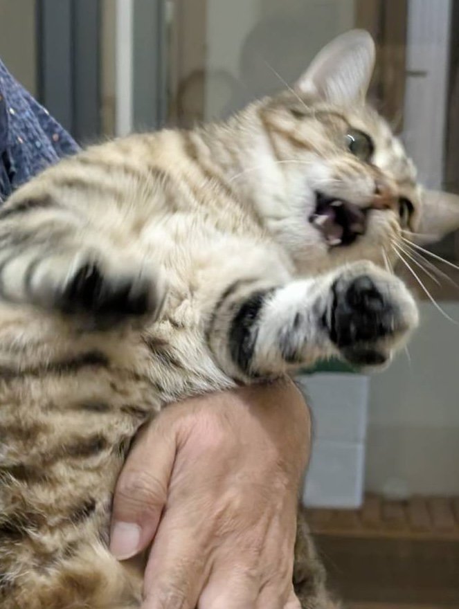 抱っこ途中に暴れるキジトラ猫