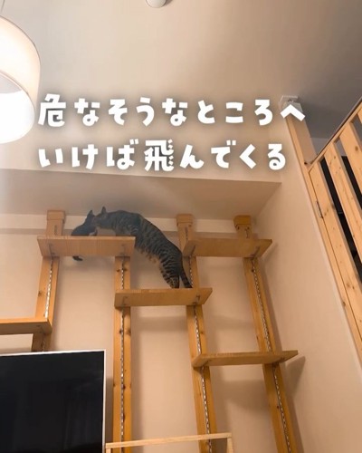 キャットウォークにいる成猫と子猫