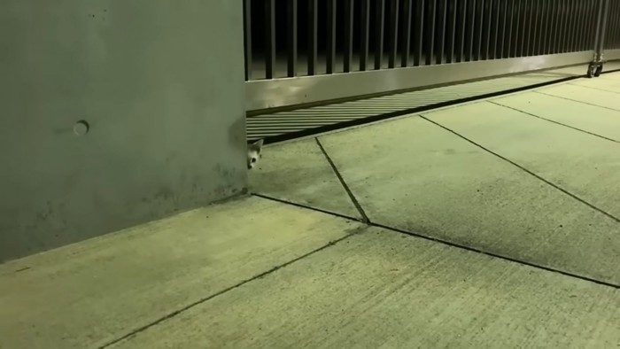 隠れる子猫