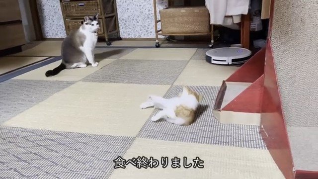 横になっている子猫を見ている猫