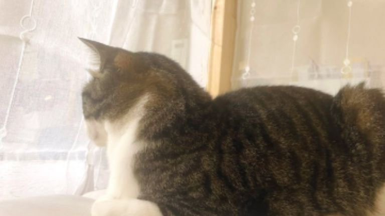 室内にいる猫