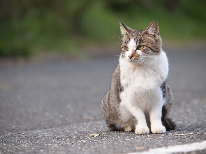 道ばたで佇んでいる猫