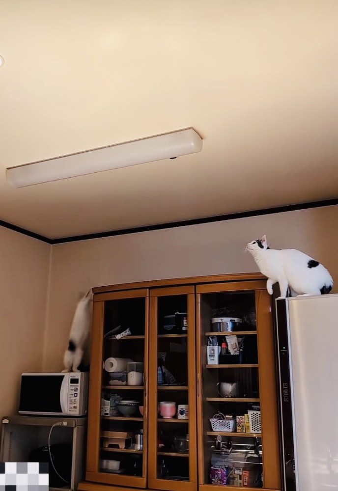 天井を這うGを追う2匹の白黒猫