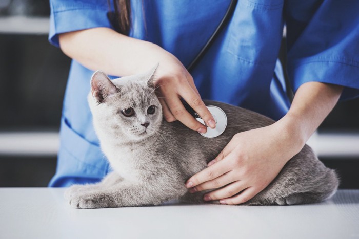 猫に聴診器を当てる獣医師