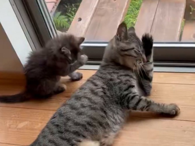 右手で顔を洗う子猫と左手で顔を洗う猫
