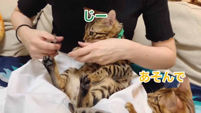 爪切りをされる緑色の首輪の猫