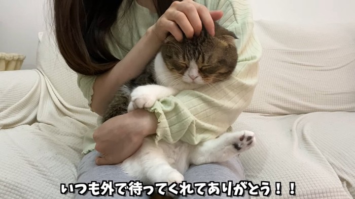 頭をなでられる猫