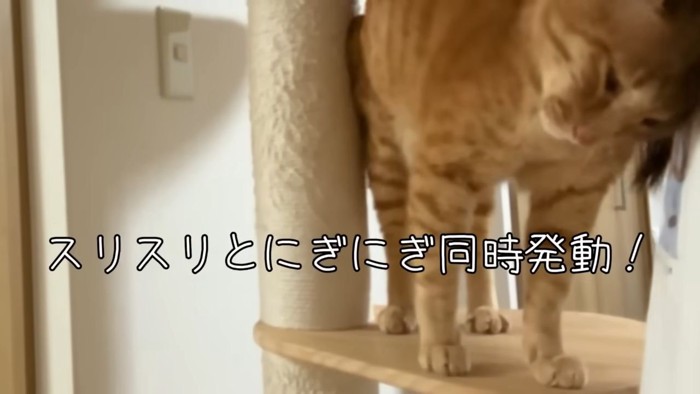 茶トラ猫3