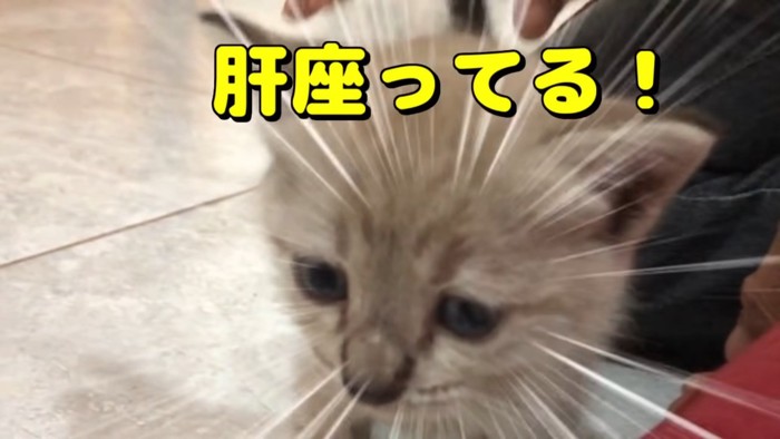 子猫の顔