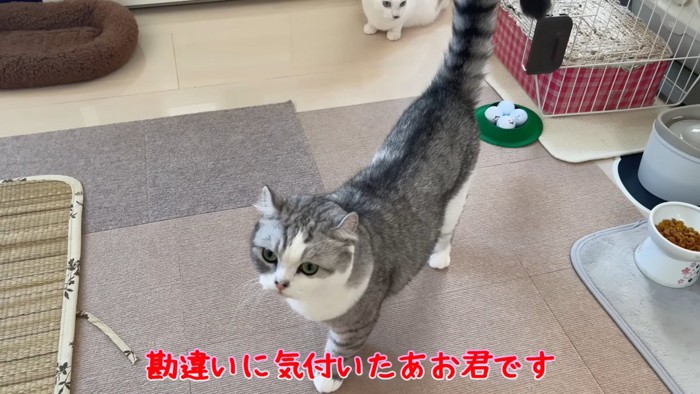 立っている猫と後ろにいる白い猫