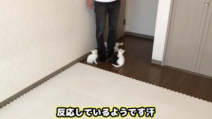 足のニオイに反応する子猫たち