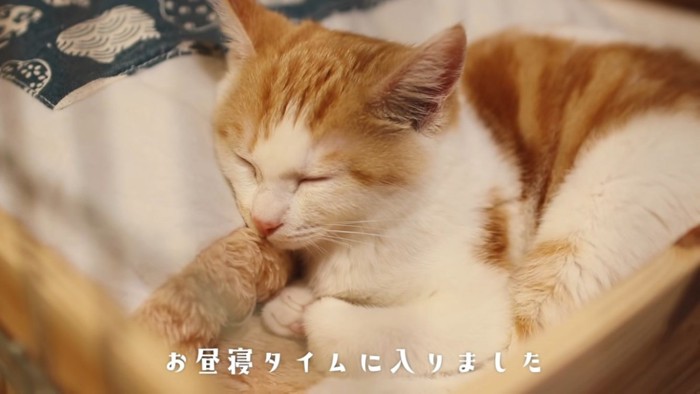 猫の寝顔