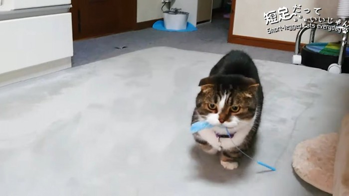 猫じゃらしをくわえて歩く猫の正面