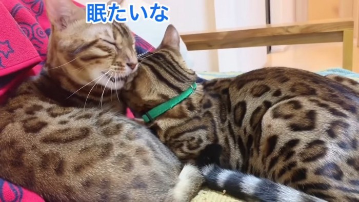 耳をくわえたまま目を閉じる猫