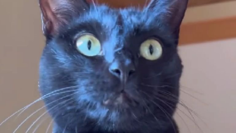 黒猫