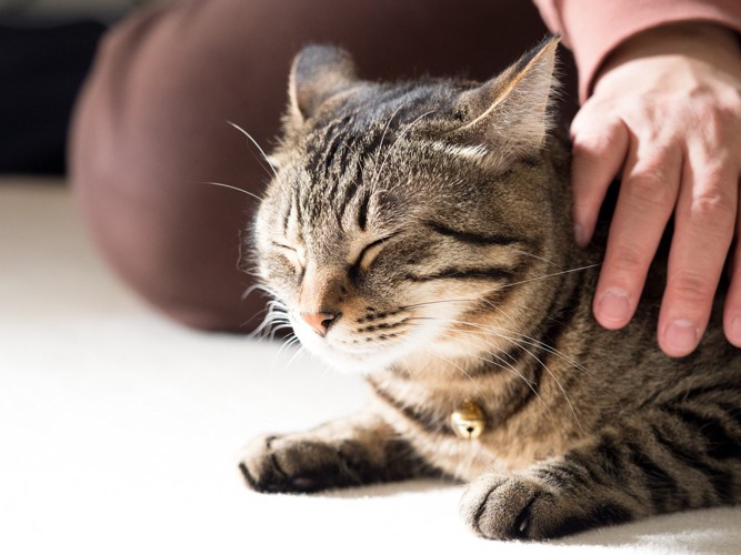 撫でてもらいながら眠る猫