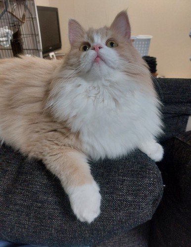見上げる猫