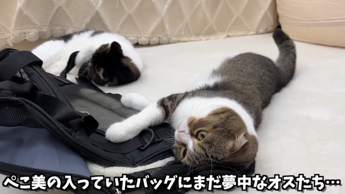 寝転がる2匹の猫