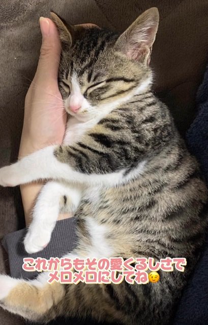 眠る子猫