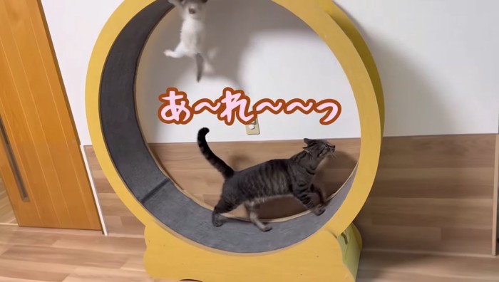 あ〜れ〜〜っ