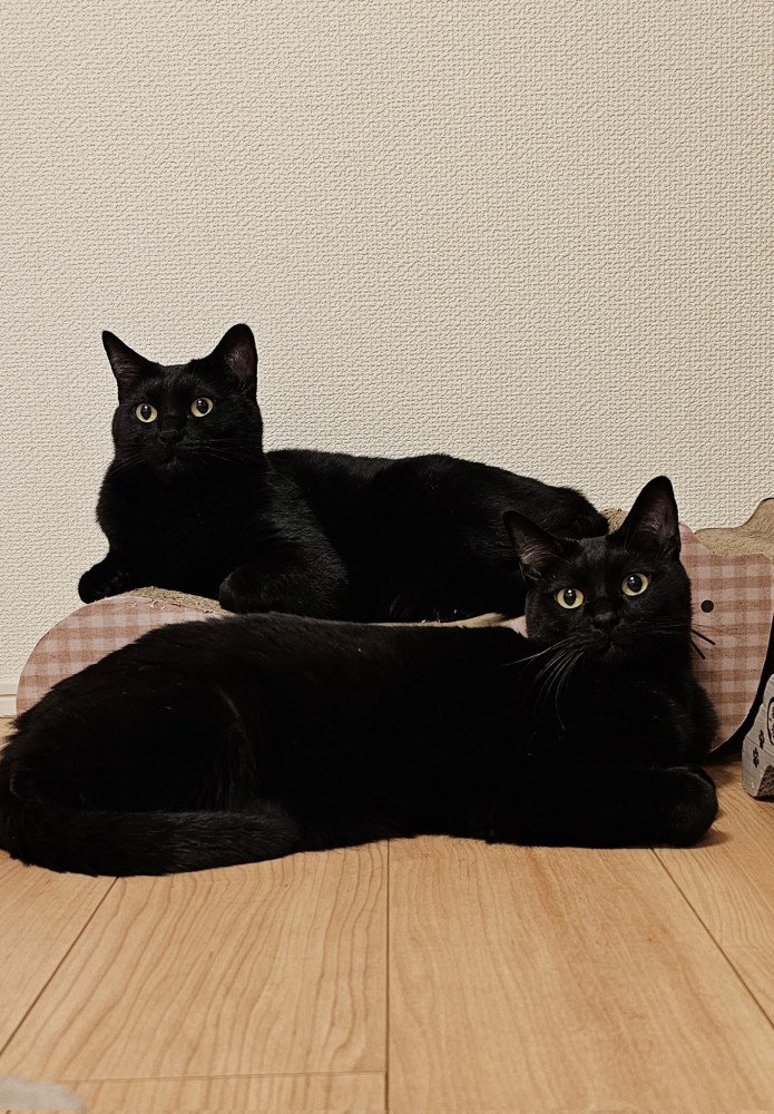 座る猫たち