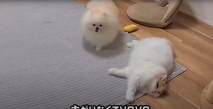 ソワソワするポテチくん