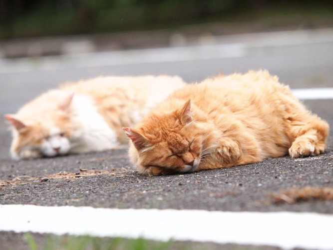 シンクロして座る猫達