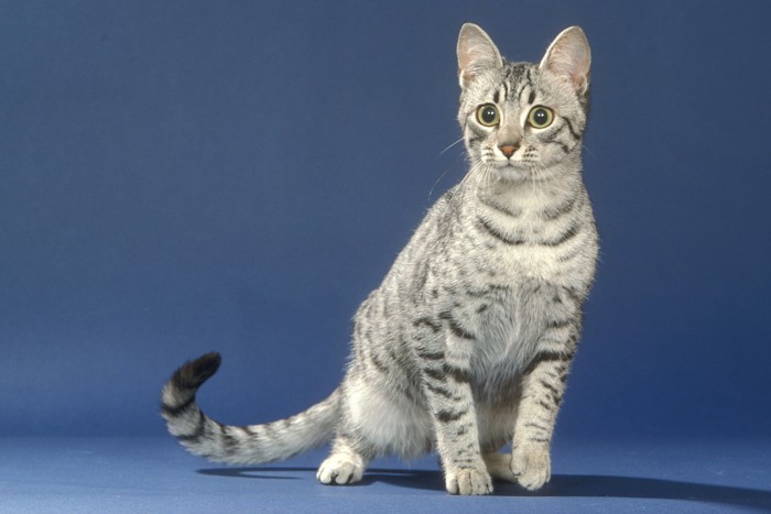 カメラ目線で座っているエジプシャンマウ