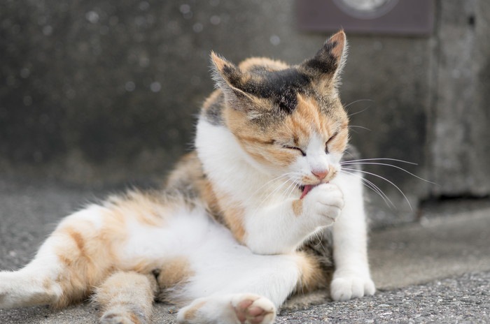 毛繕いする猫