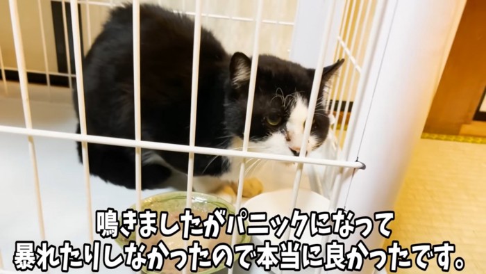 ケージに保護された野良猫