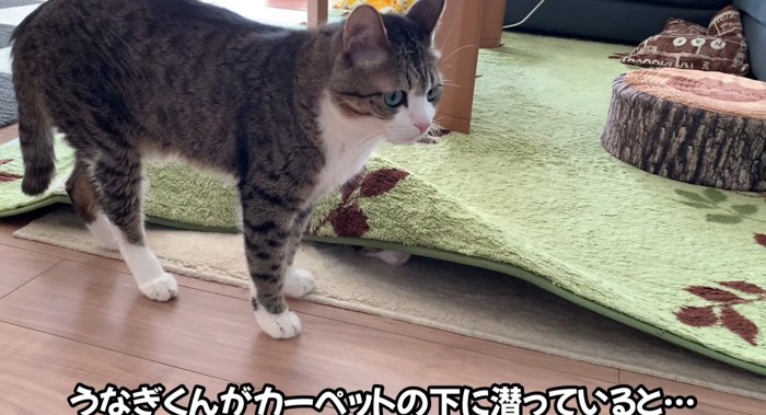 カーペットの横の猫