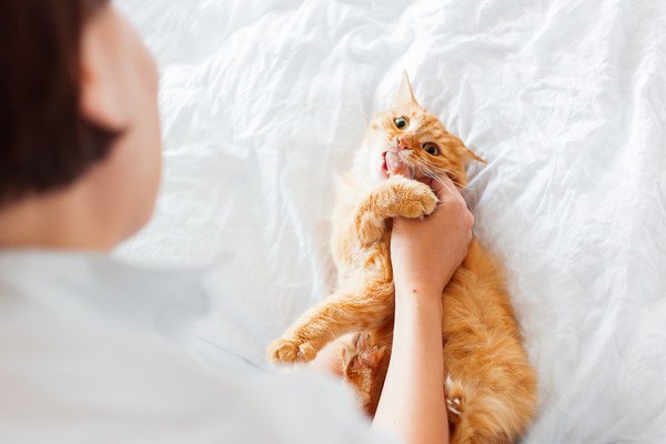 人の手を噛む茶色いキジ猫