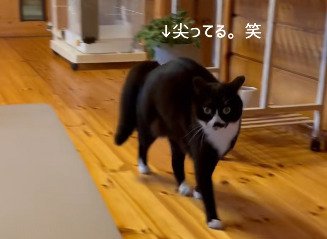 目を大きく開いて近づいてくるあもちゃん