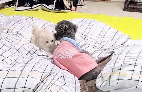 布団の上で戯れる子猫と犬