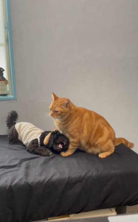 犬を手で押さえている茶トラの猫