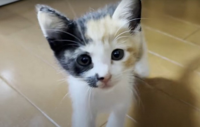 子猫のアップ
