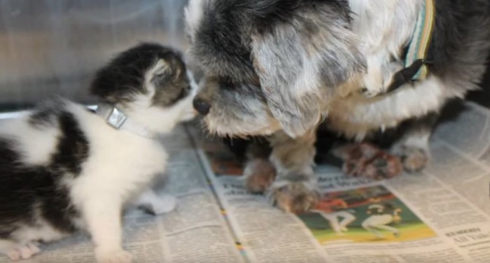 花を寄せる小型犬と子猫