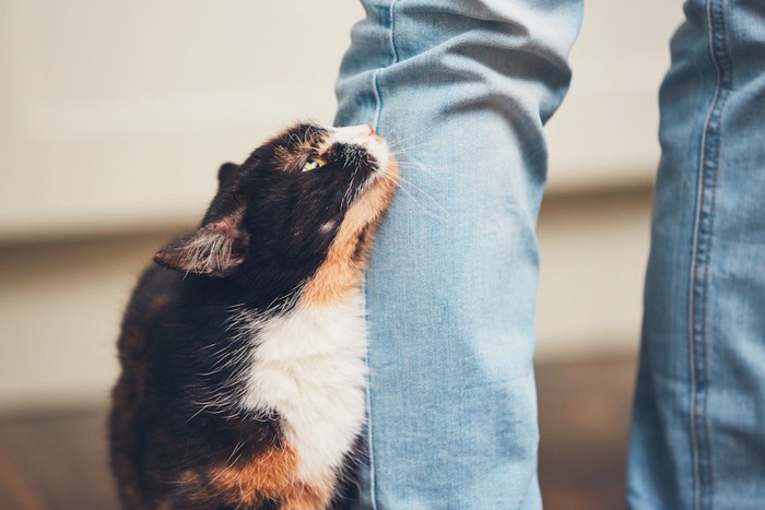 飼い主の足元で頭突きをする猫