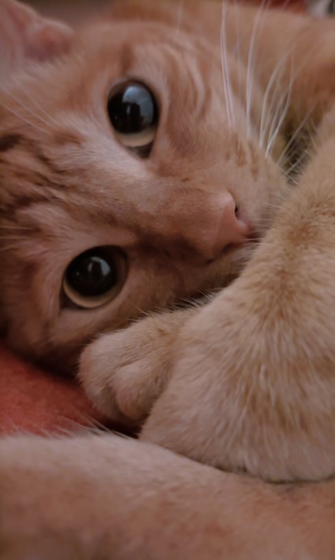 横になっている猫の顔ドアップ