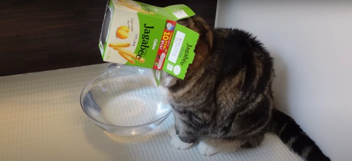 箱を被ったまま硬直する猫