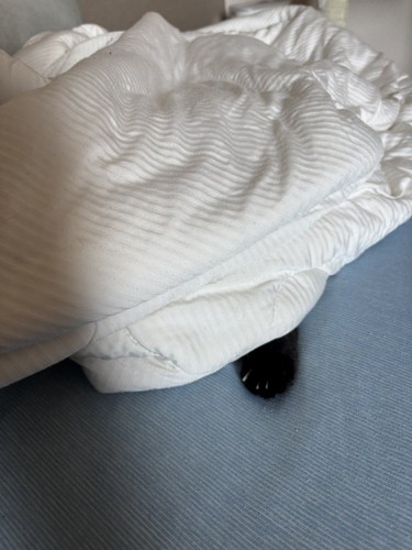 黒猫の手