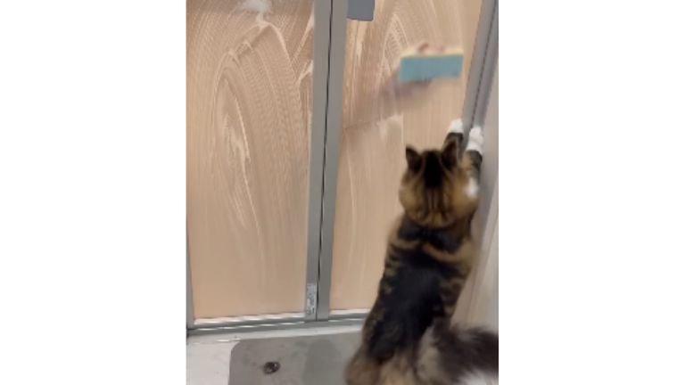 お風呂のドアの前にいる猫