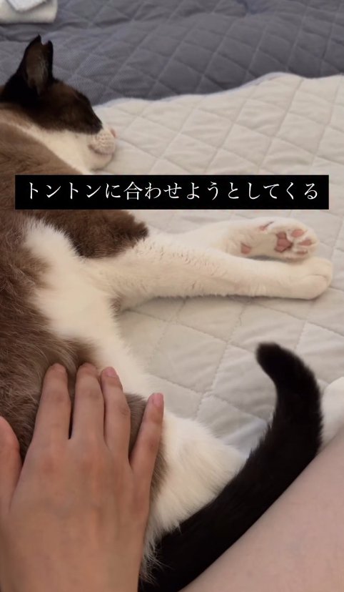 横たわっている猫とお尻を触っている飼い主の手(尻尾上がっている)