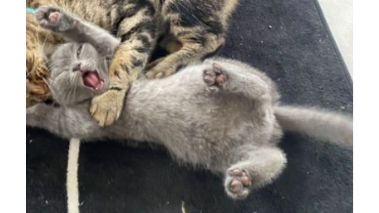 じゃれあっている猫たち