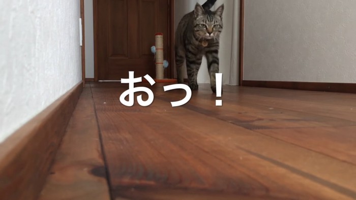 眠そうにな顔で歩く猫