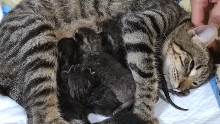 授乳中の母猫と子猫