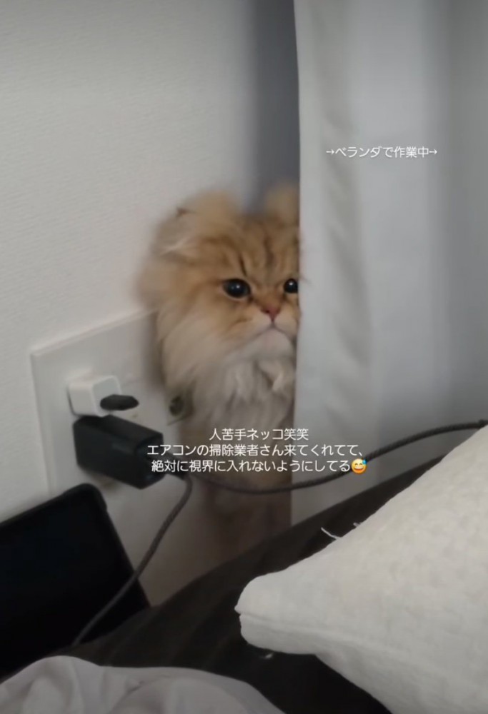 カーテン裏から顔を出す猫